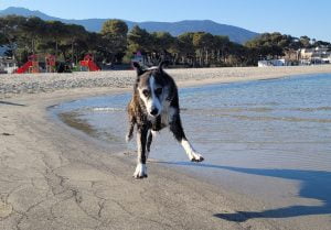 FeWo Elba Ferienwohnungen Ferienhaus Hunde sind willkommen